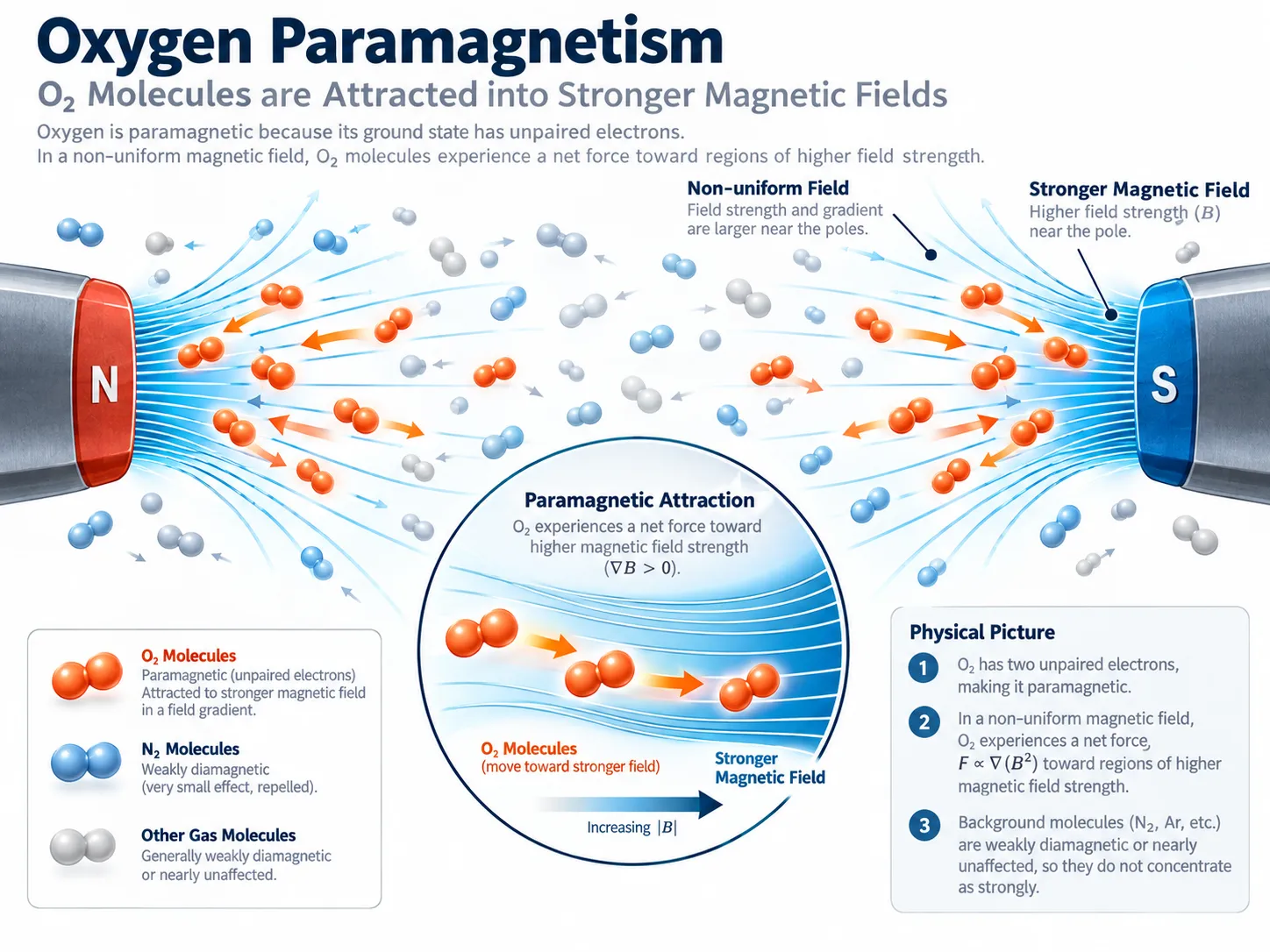 Oxygen paramagnetism in a magnetic field showing oxygen molecules moving toward regions of stronger magnetic field